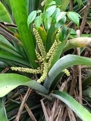 Lingulate Aechmea (Aechmea lingulata)
