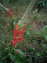 Cacoucia (Cacoucia)