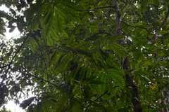 Rough-leaved Olmedia (Olmedia aspera)