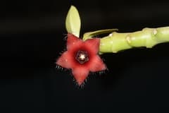 false aloe (Frerea)