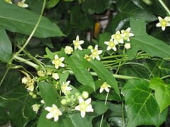 Common Bryony (Bryonia dioica)