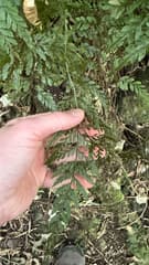 Spleenwort (Asplenium gracillimum)