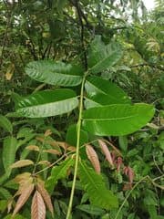 Small-flowered Anodendron (Anodendron parviflorum)