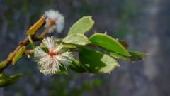 Hispid wattle (Acacia hispidula)