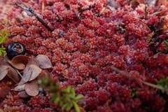 Moss (Sphagnum capillifolium)