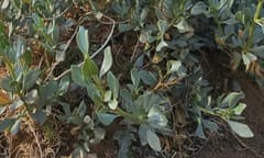 Mountain Pea (Ammopiptanthus)