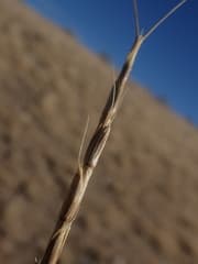 Barbary wild-rye (Aegilops caudata)