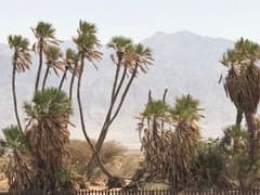 Doum Palm (Hyphaene thebaica)