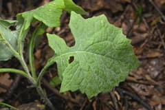 Tall Lettuce (Lactuca elata)