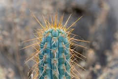 Browning cactus (Browningia)