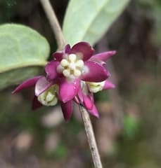 Dittoceras (Dittoceras)