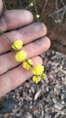 Wiry Wattle (Acacia extensa)