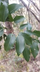Panicle Hackberry (Celtis paniculata)