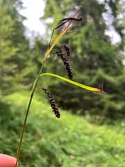 Blue Sedge (Carex flacca)