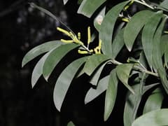 Blue-leaved Wattle (Acacia glaucescens)