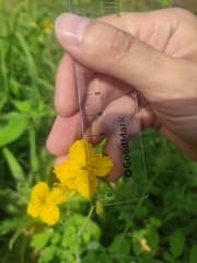 Greater Celandine (Chelidonium grandiflorum)