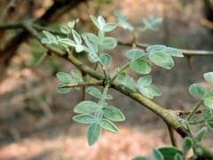 African wild orange (Citropsis)