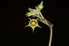 Edible Caralluma (Caralluma edulis)