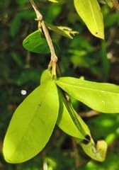 Pineapple guava (Chamguava)