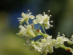 Aconogonon hypoleucum (Aconogonon hypoleucum)