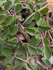 Coinleaf Cotoneaster (Cotoneaster nummularius)