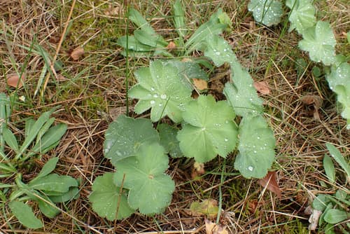 Ladys Mantle (Alchemilla mollis)