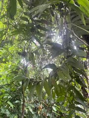 None (Calyptrochilum)