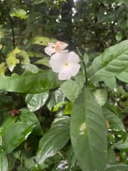Calathea (Callichilia)