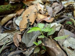 Variegated Jewel Orchid (Cystorchis variegata)