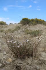 Michaelmas daisy (Almutaster)