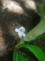 False Aralia (Allophyton)