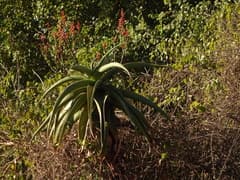 Vaombe Aloe (Aloe vaombe)
