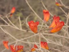 Fernandoa (Fernandoa)