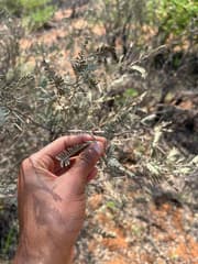 Grysbos (Acacia haematoxylon)