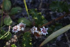 Ribbon plant (Restiaria)