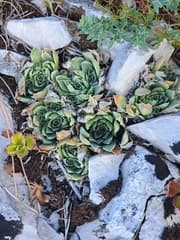 Houseleek (Jovibarba heuffelii)