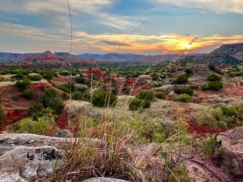 Side Oats Grama (Bouteloua curtipendula)