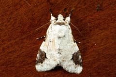 Double Stigma (Diplostigma)