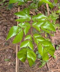 Forest Acacia (Albizia zygia)