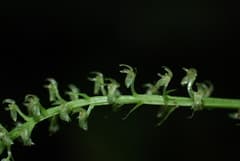 Jewel Orchid (Crossoglossa)