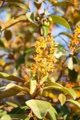 Nance (Byrsonima crassifolia)