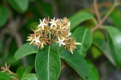 Climbing Aganosma (Aganosma cymosa)