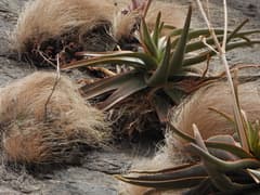 Heath Aloe (Aloe ericetorum)