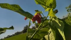 Devil's Cotton (Abroma)