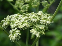 Dahurian Angelica (Angelica dahurica)