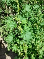 Whorled Mallow (Malva verticillata)