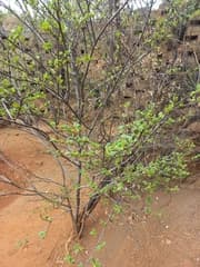 African Milk Bush (Afrocanthium)