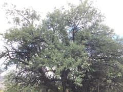 Amygdalus mira (Amygdalus mira)