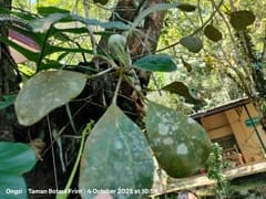Common Fig (Ficus deltoidea)