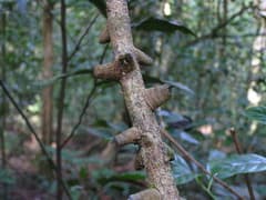Caesalpinia sumatrana (Caesalpinia sumatrana)